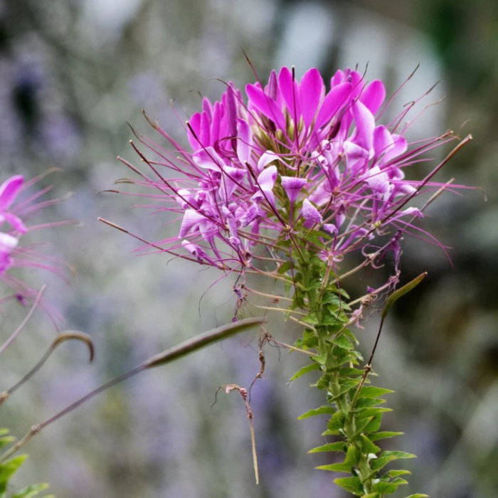 Cleome Seeds – Serrulata
