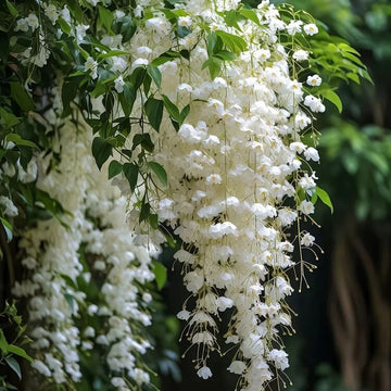 Clerodendrum Seeds – Heirloom Wildflower Mix
