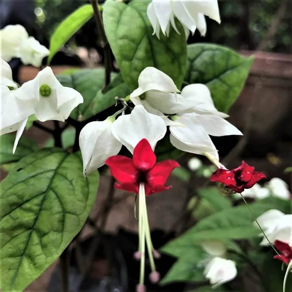 Clerodendrum Seeds – Heirloom Wildflower Mix
