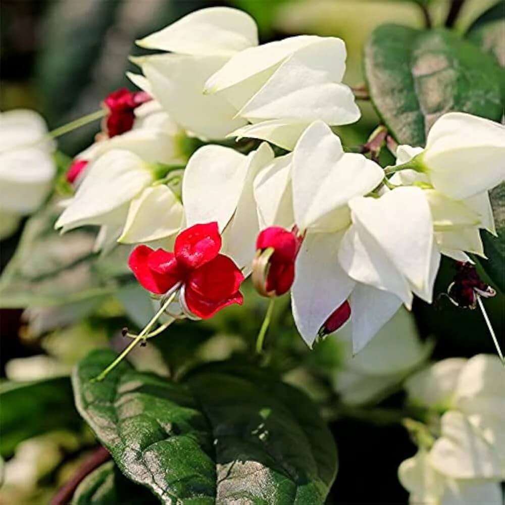 Clerodendrum Seeds – Heirloom Wildflower Mix

