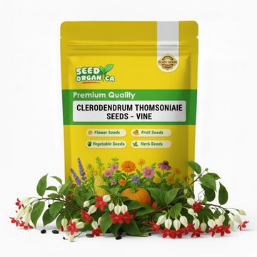 Clerodendrum Thomsoniae Seeds –  Vine
