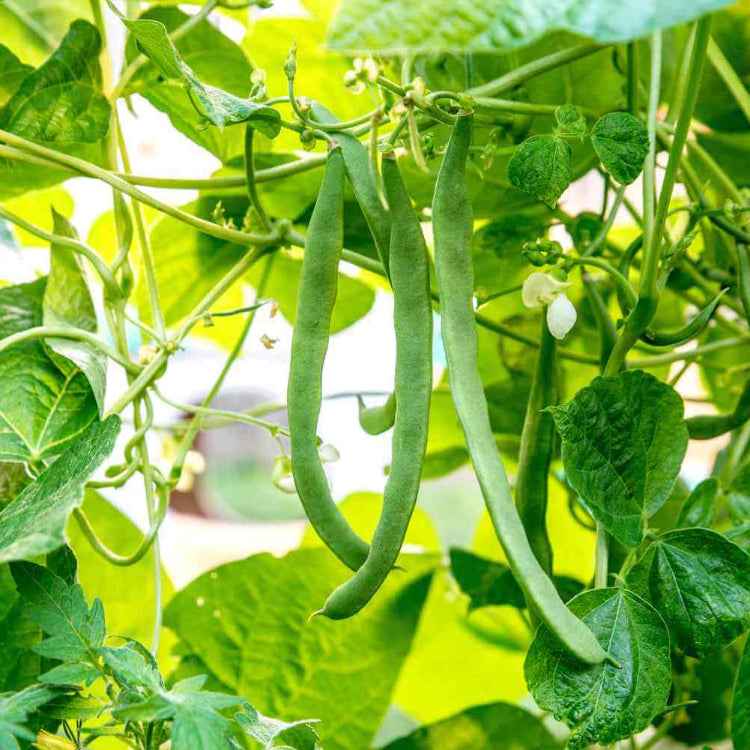 Climate Resilient Bean Seeds