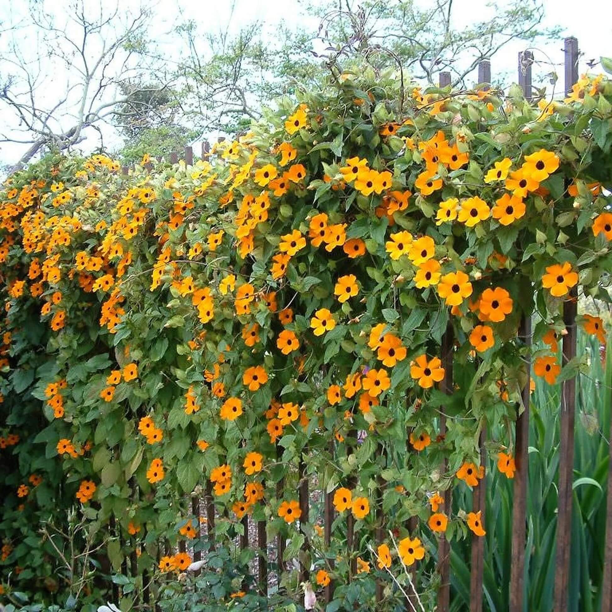 Climbing Black Eyed Susan Seeds
