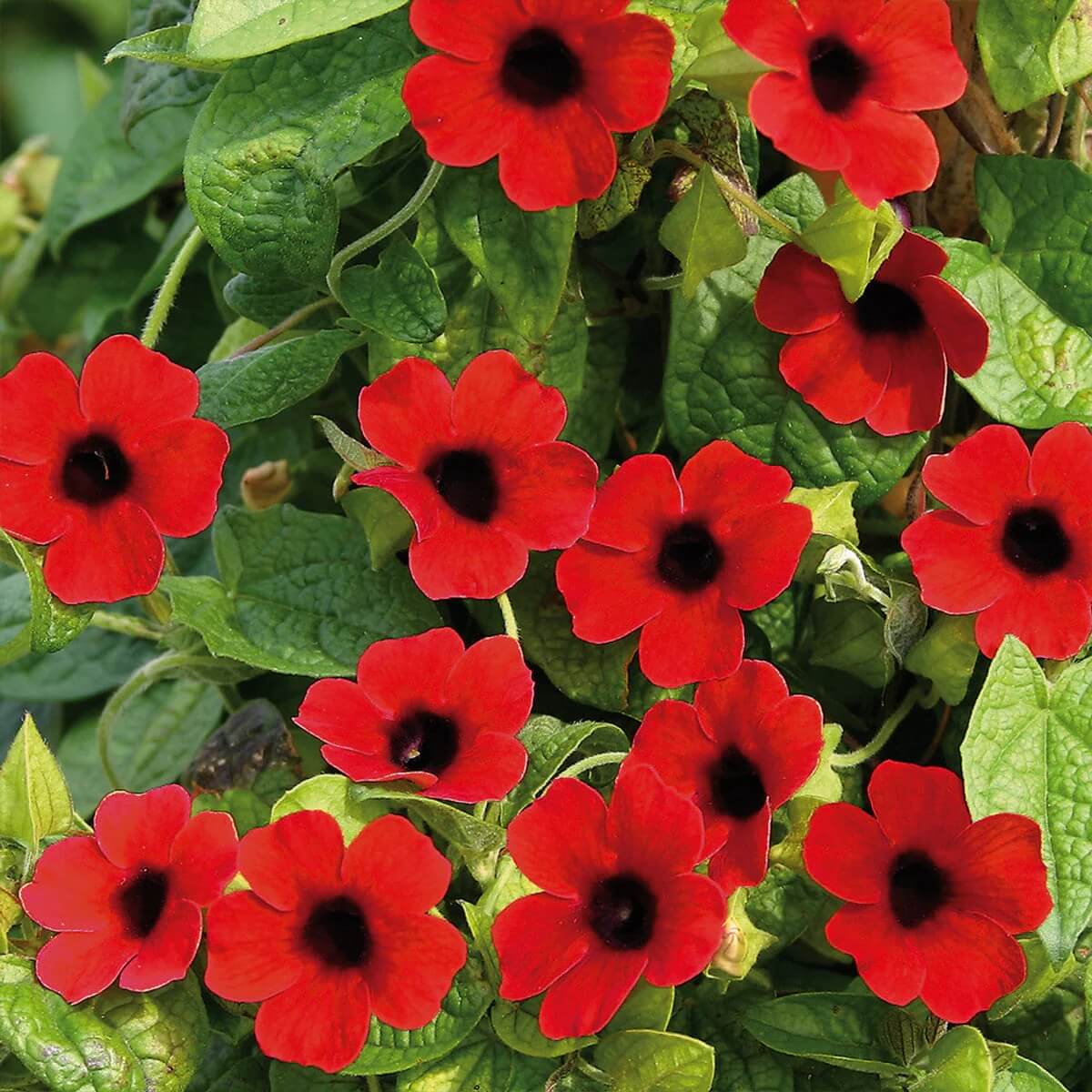 Climbing Black Eyed Susan Seeds