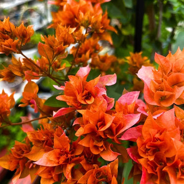 Climbing Bougainvillea Seeds - Flower Plant