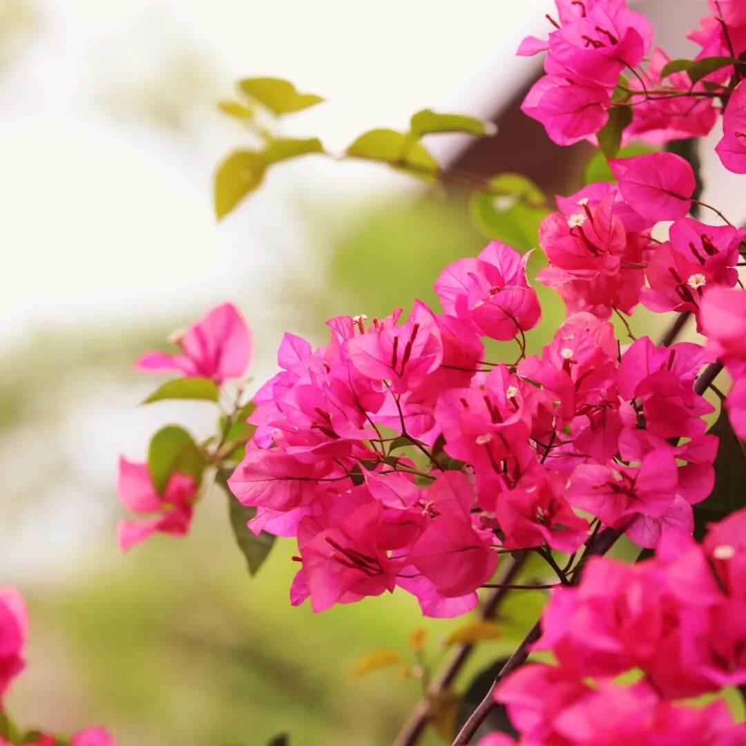 Climbing Bougainvillea Seeds - Flower Plant