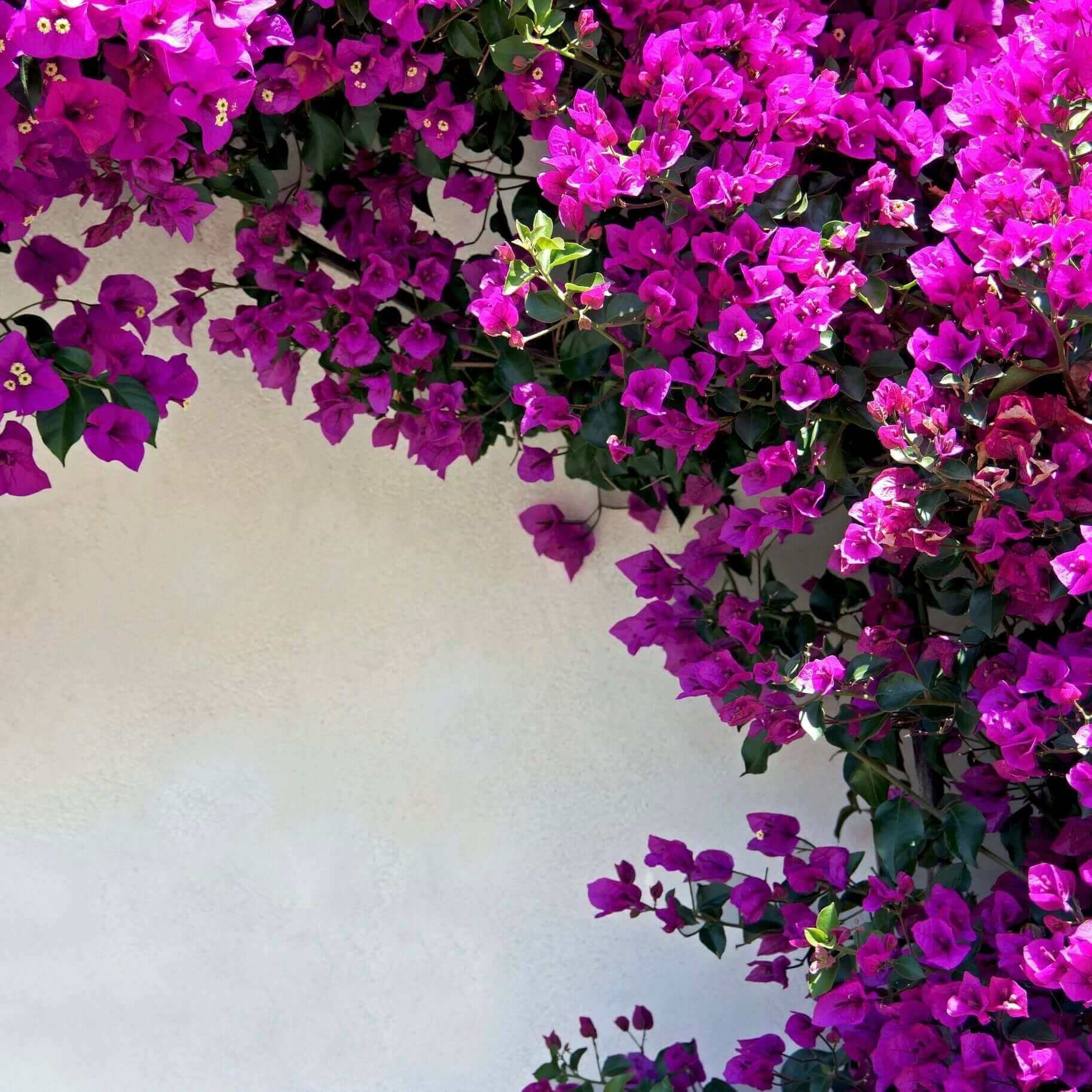 Climbing Bougainvillea Seeds - Flower Plant