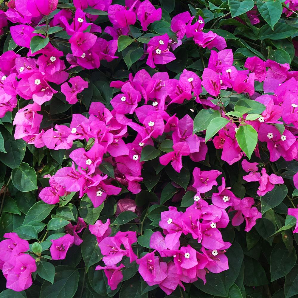 Climbing Bougainvillea Seeds - Flower Plant