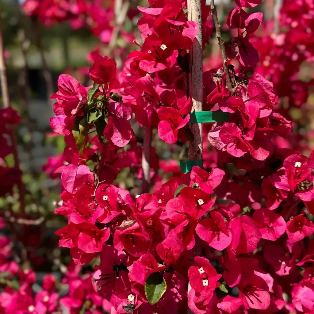 Climbing Bougainvillea Seeds - Flower Plant