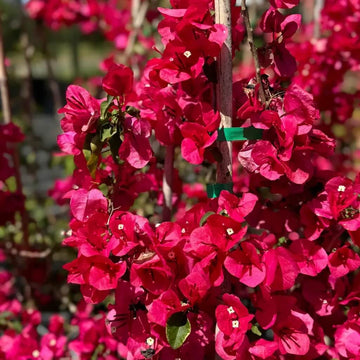 Climbing Bougainvillea Seeds - Flower Plant