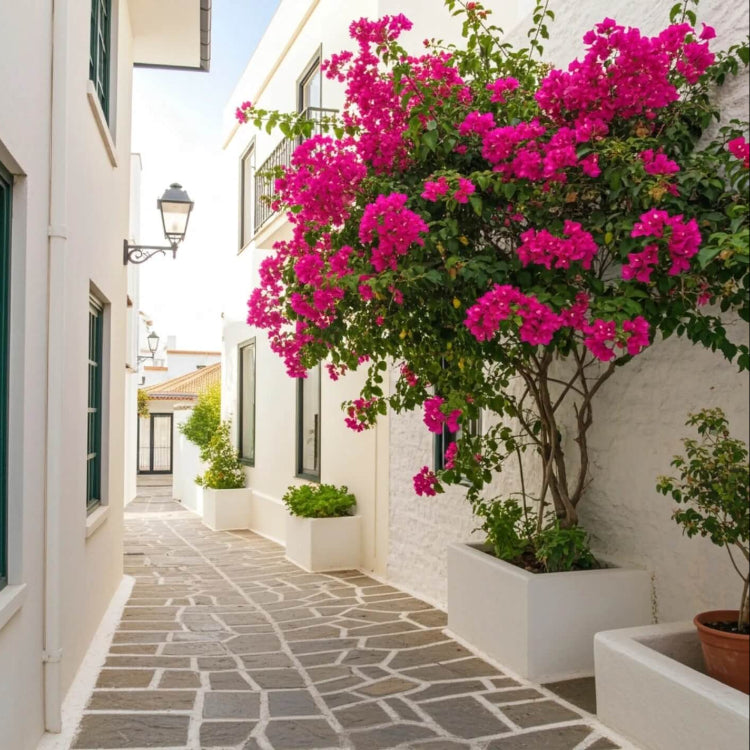 Climbing Bougainvillea Seeds - Flower Plant