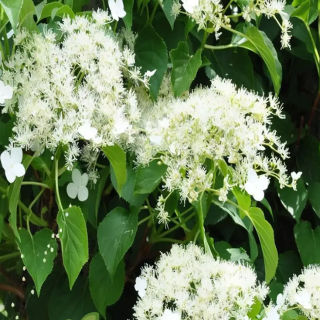 Climbing Hydrangea Seeds – Anomala
