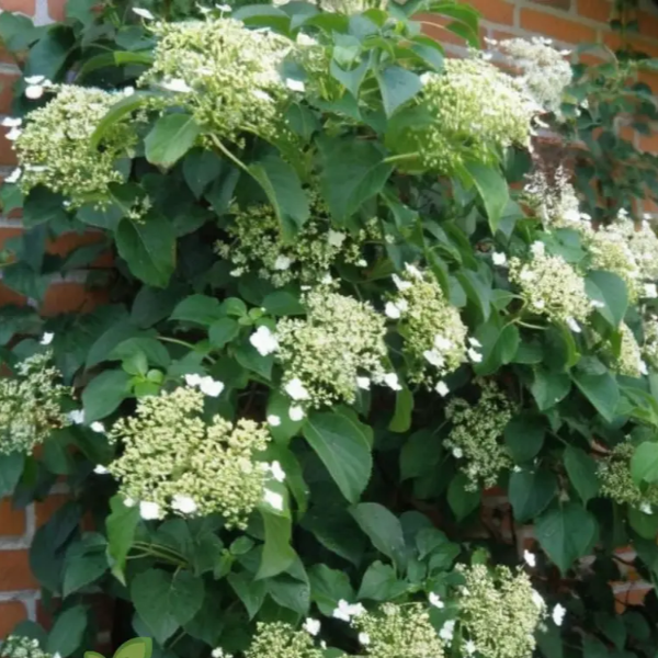 Climbing Hydrangea Seeds – Anomala
