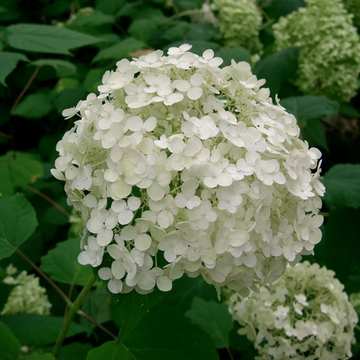 Climbing Hydrangea Seeds – Anomala
