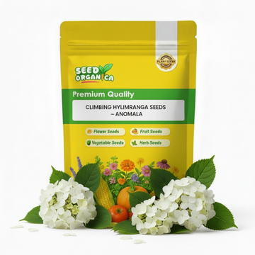 Climbing Hydrangea Seeds – Anomala