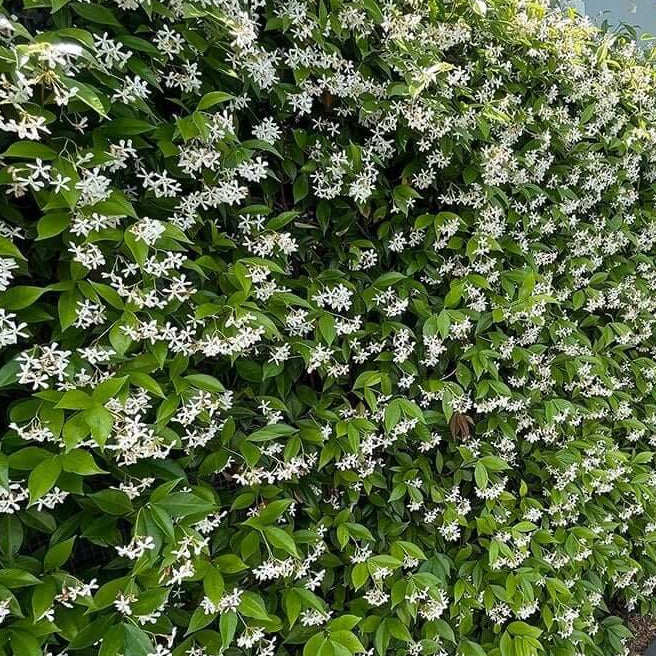 Climbing Jasmine Seeds
