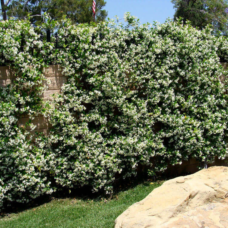 Climbing Jasmine Seeds