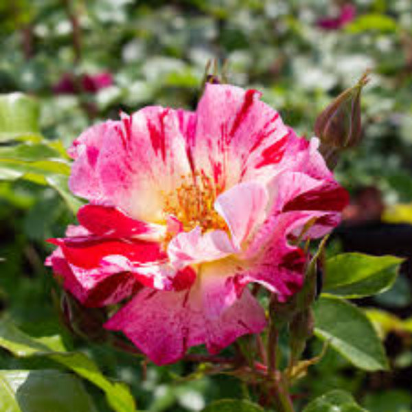 Climbing Rose Flower Seeds – Pink Red