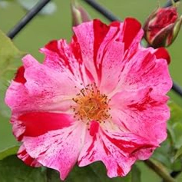 Climbing Rose Flower Seeds – Pink Red