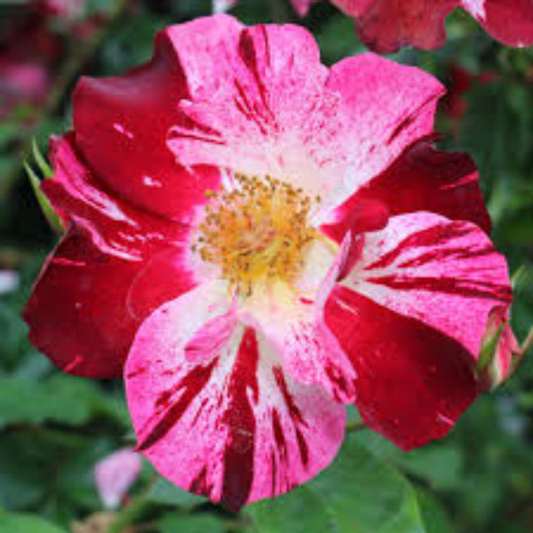 Climbing Rose Flower Seeds – Pink Red