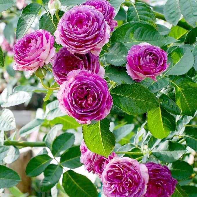 Climbing Rose Plant Seeds – Pink Purple