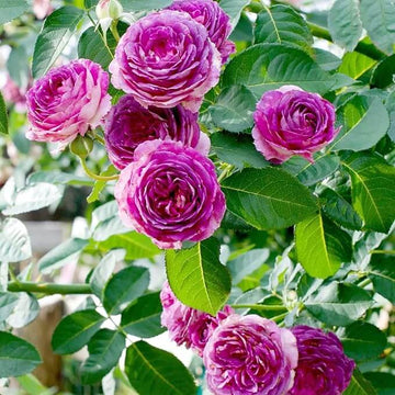 Climbing Rose Plant Seeds – Pink Purple