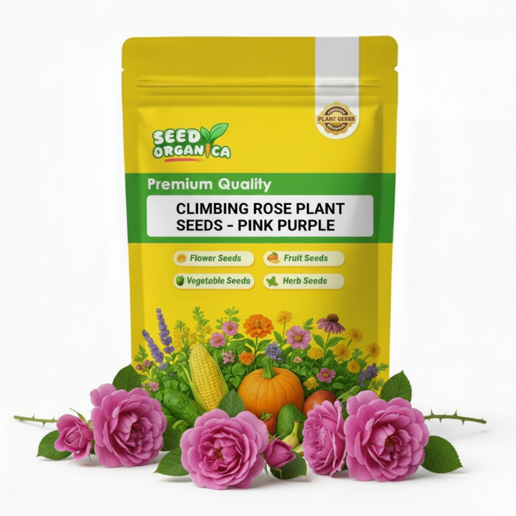 Climbing Rose Plant Seeds – Pink Purple