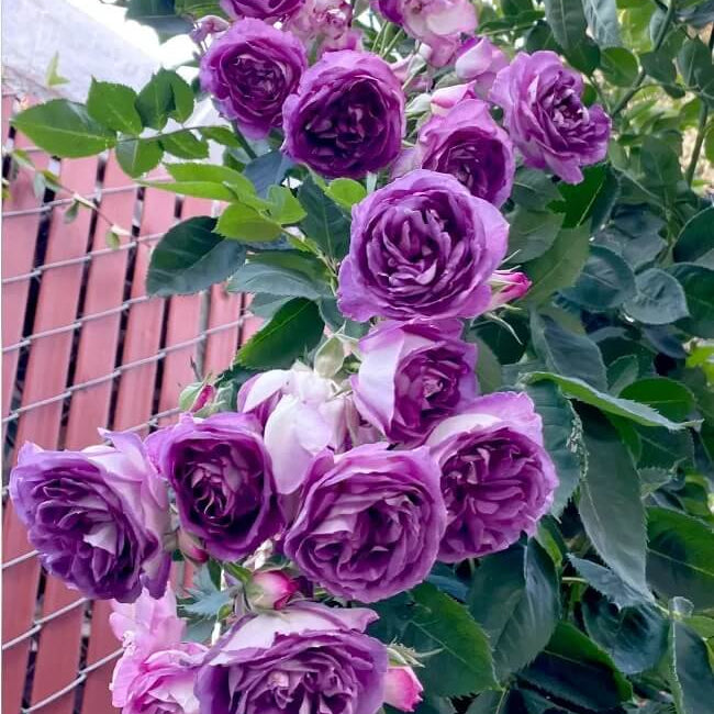 Climbing Rose Plant Seeds – Pink Purple
