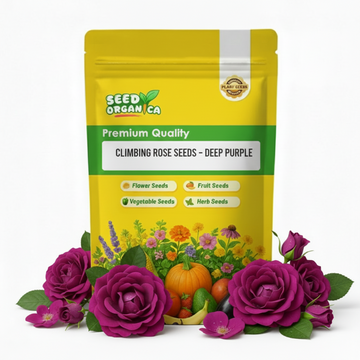 Climbing Rose Seeds – Deep Purple