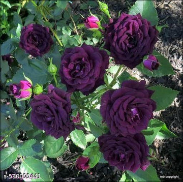 Climbing Rose Seeds – Deep Purple