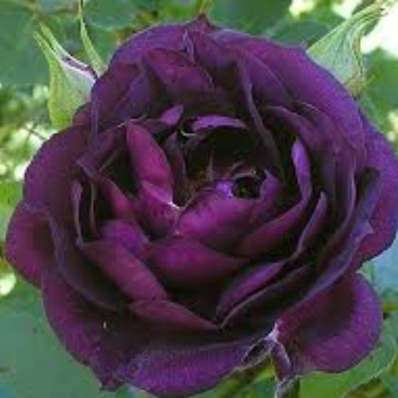 Climbing Rose Seeds – Deep Purple