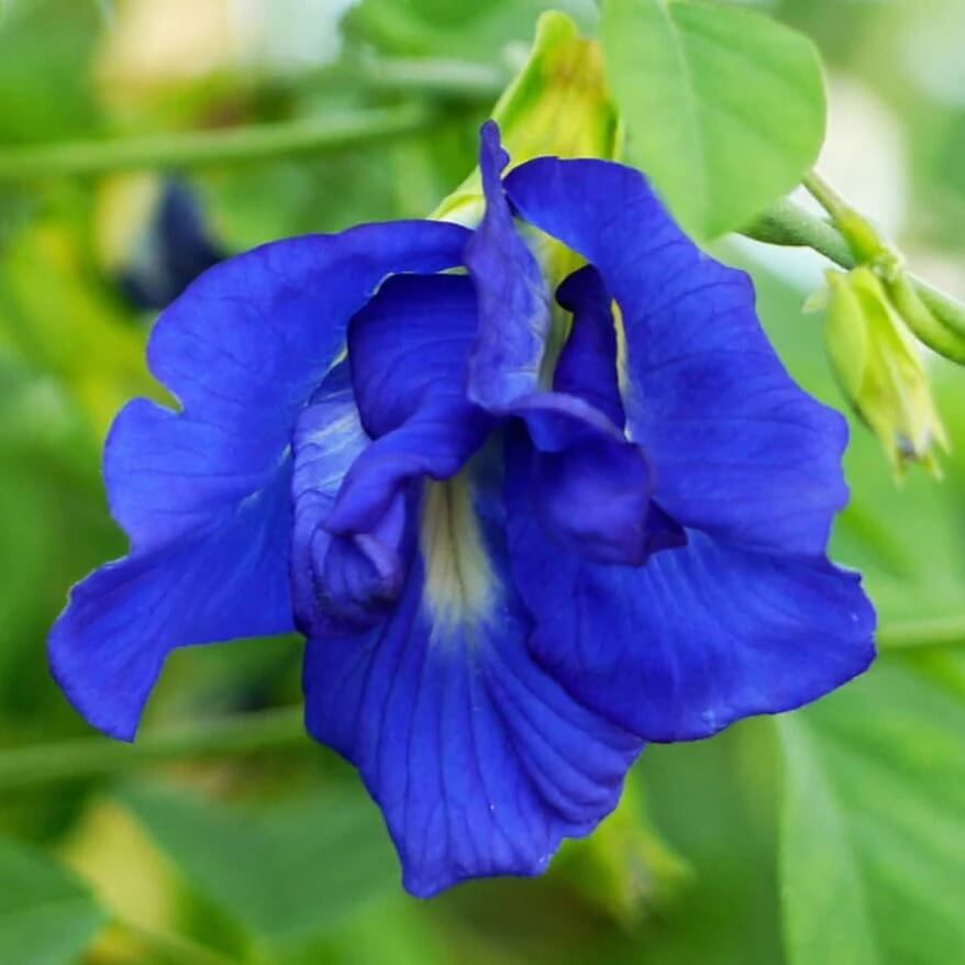 Clitoria Ternatea Seeds - Flower Plant