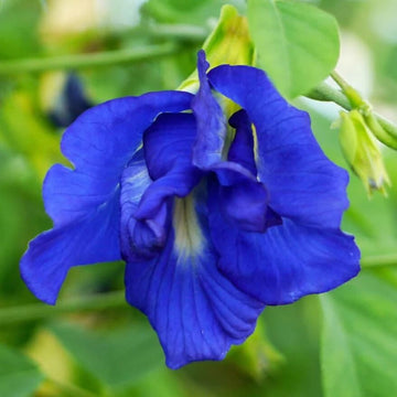 Clitoria Ternatea Seeds - Flower Plant
