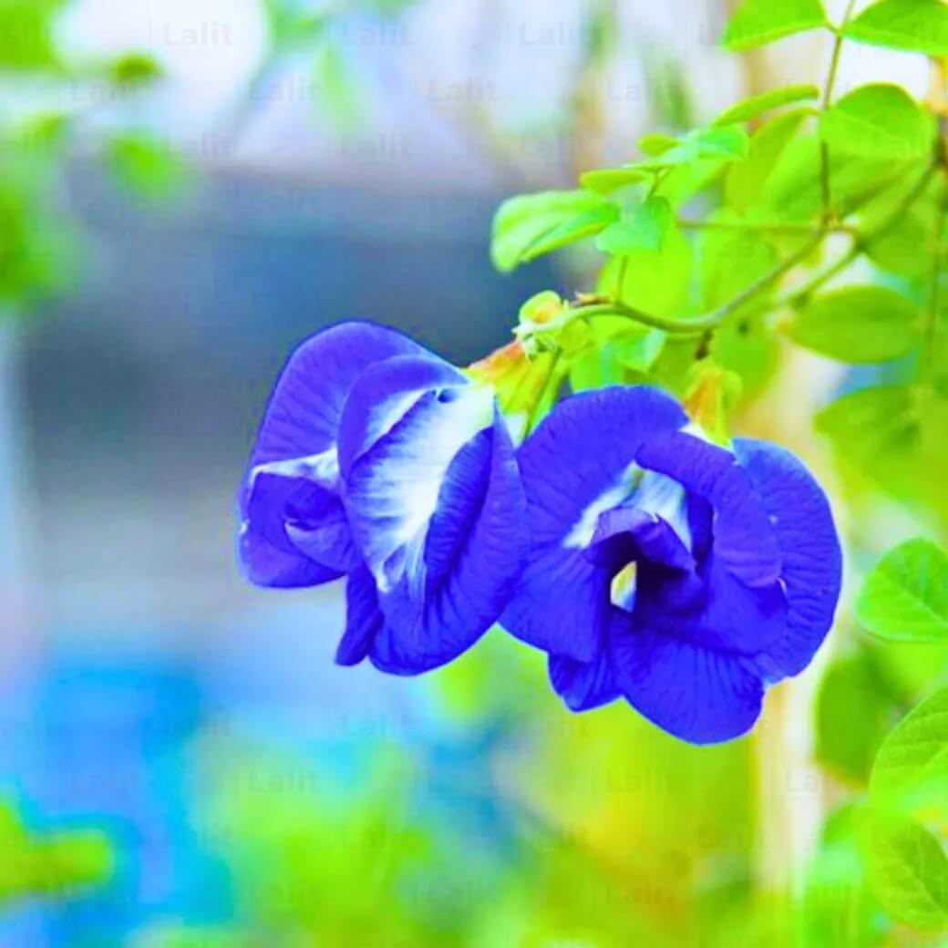 Clitoria Ternatea Seeds - Flower Plant
