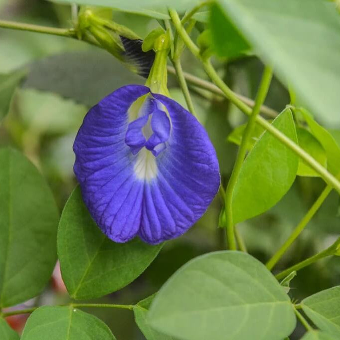 Clitoria Ternatea Seeds - Flower Plant
