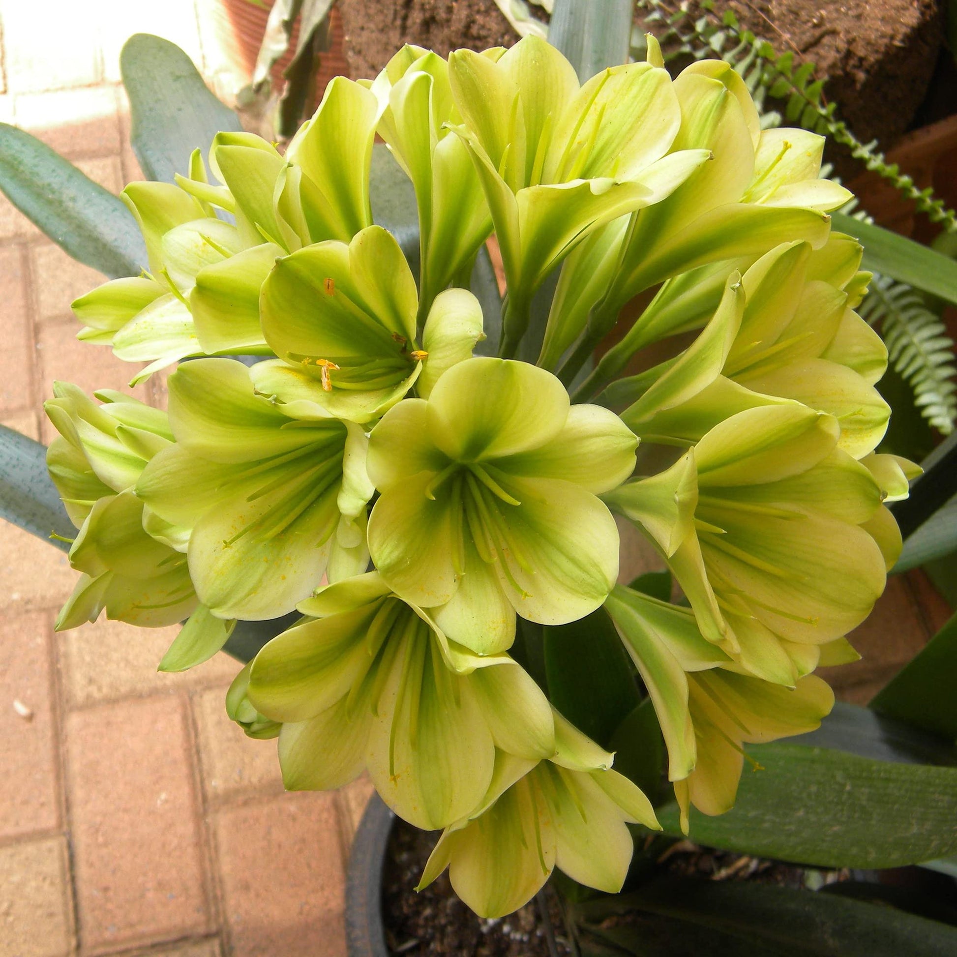 Clivia Seeds – Green
