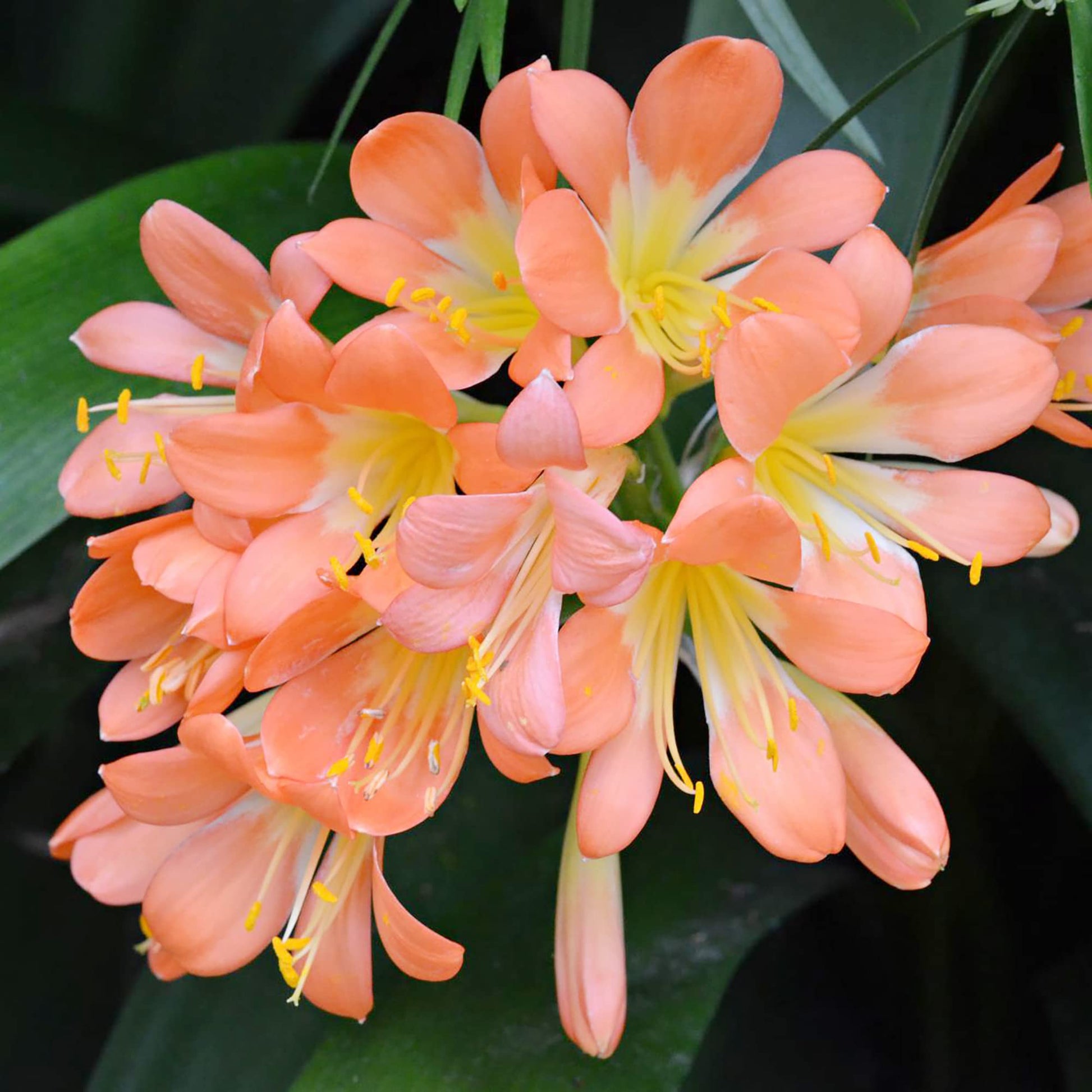 Clivia Miniata Seeds – Pink
