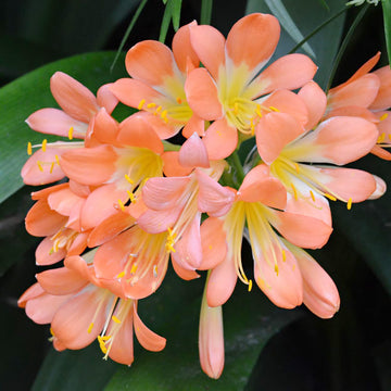 Clivia Miniata Seeds – Pink
