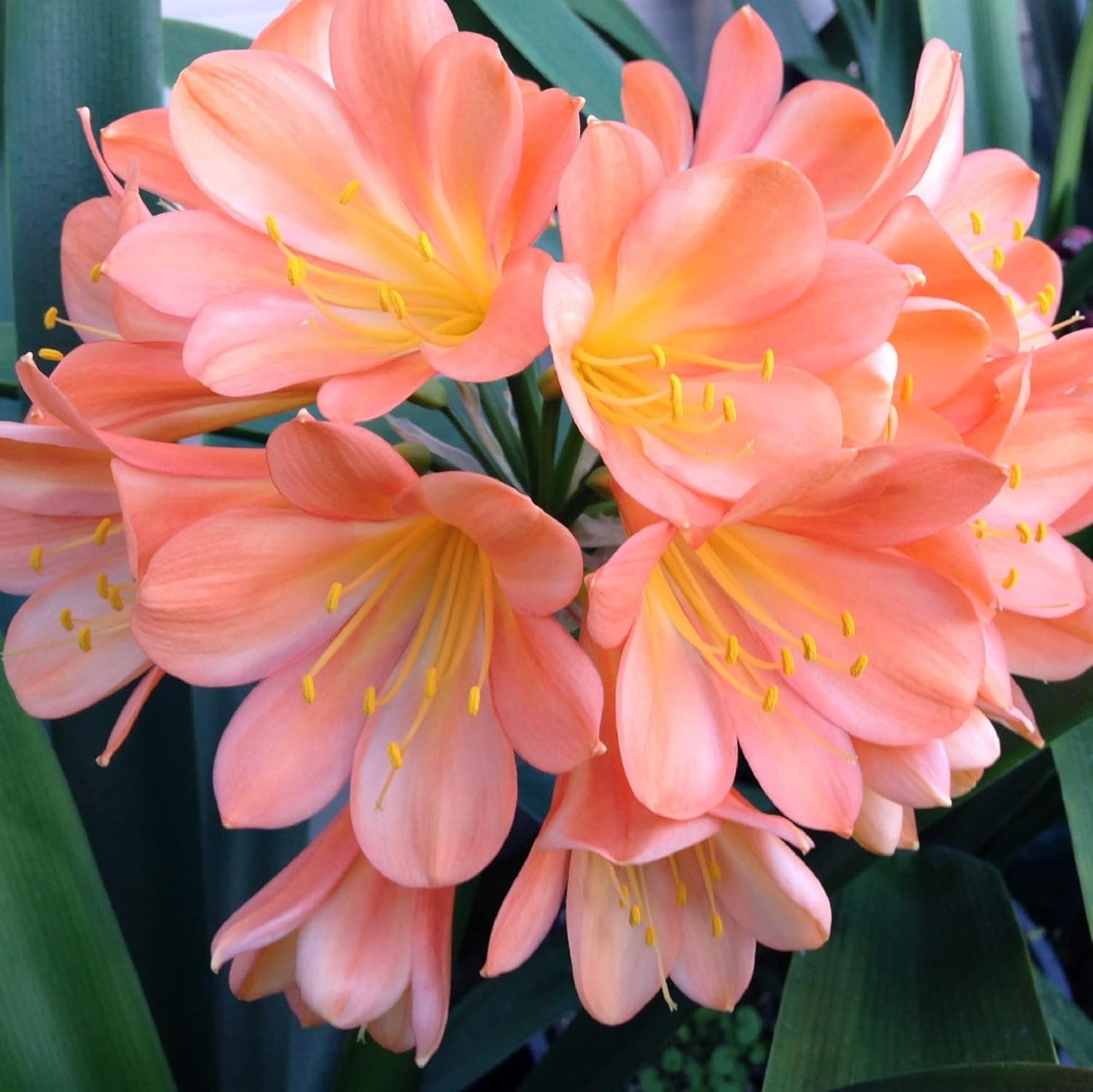 Clivia Miniata Seeds – Pink
