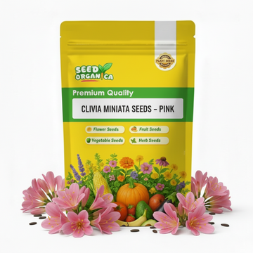 Clivia Miniata Seeds – Pink