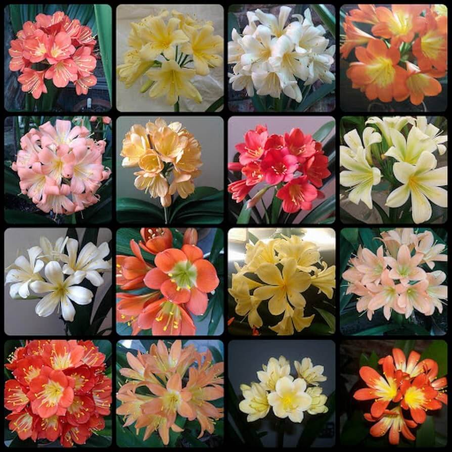 Clivia Seeds – Mixed
