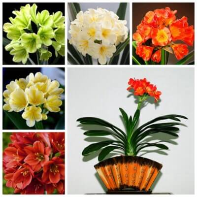 Clivia Seeds – Mixed
