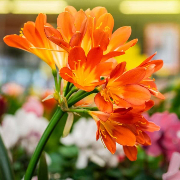 Clivia Seeds - Flower Plant for Home Gardens