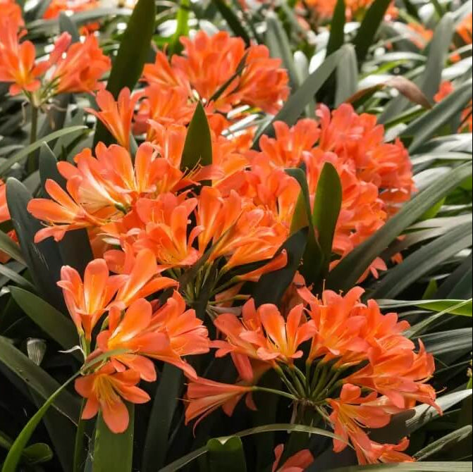 Clivia Seeds - Flower Plant for Home Gardens