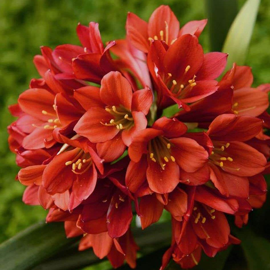 Clivia Seeds - Flower Plant for Home Gardens