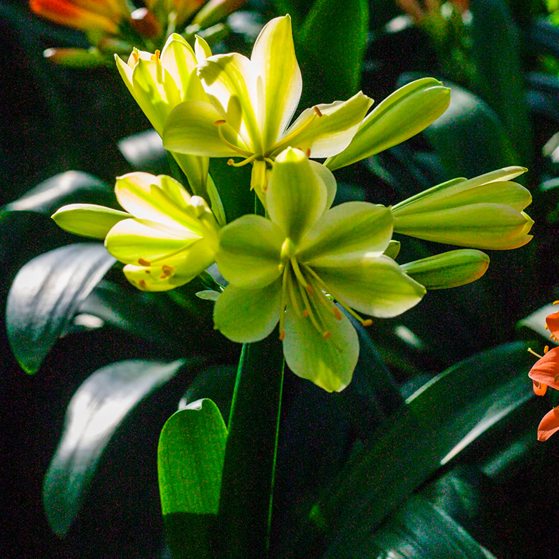 Clivia Seeds – Green
