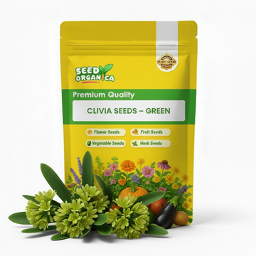 Clivia Seeds – Green