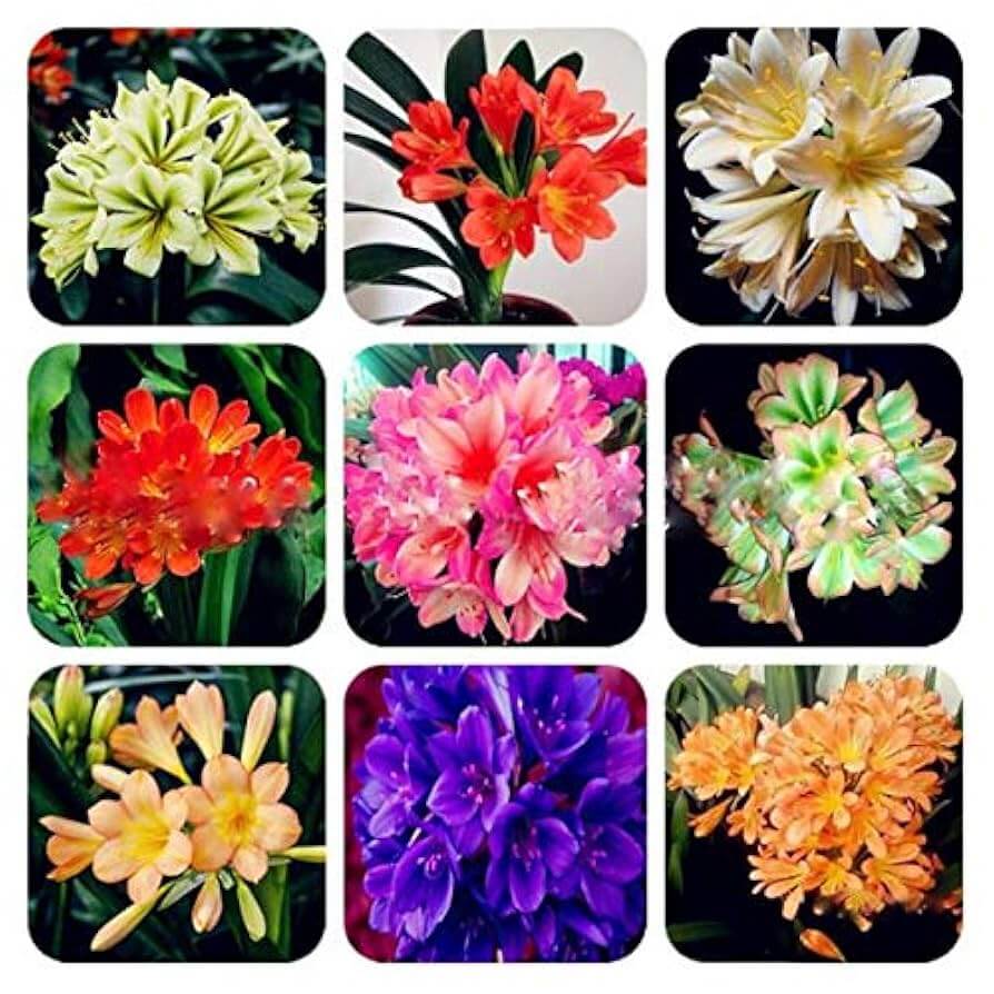 Clivia Seeds – Mixed
