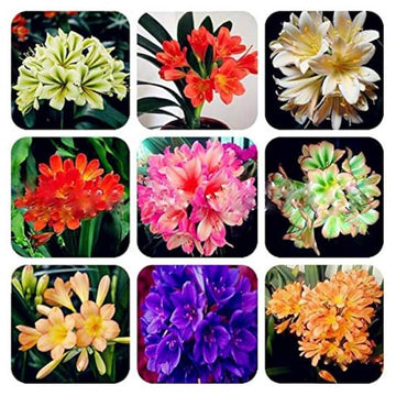 Clivia Seeds – Mixed
