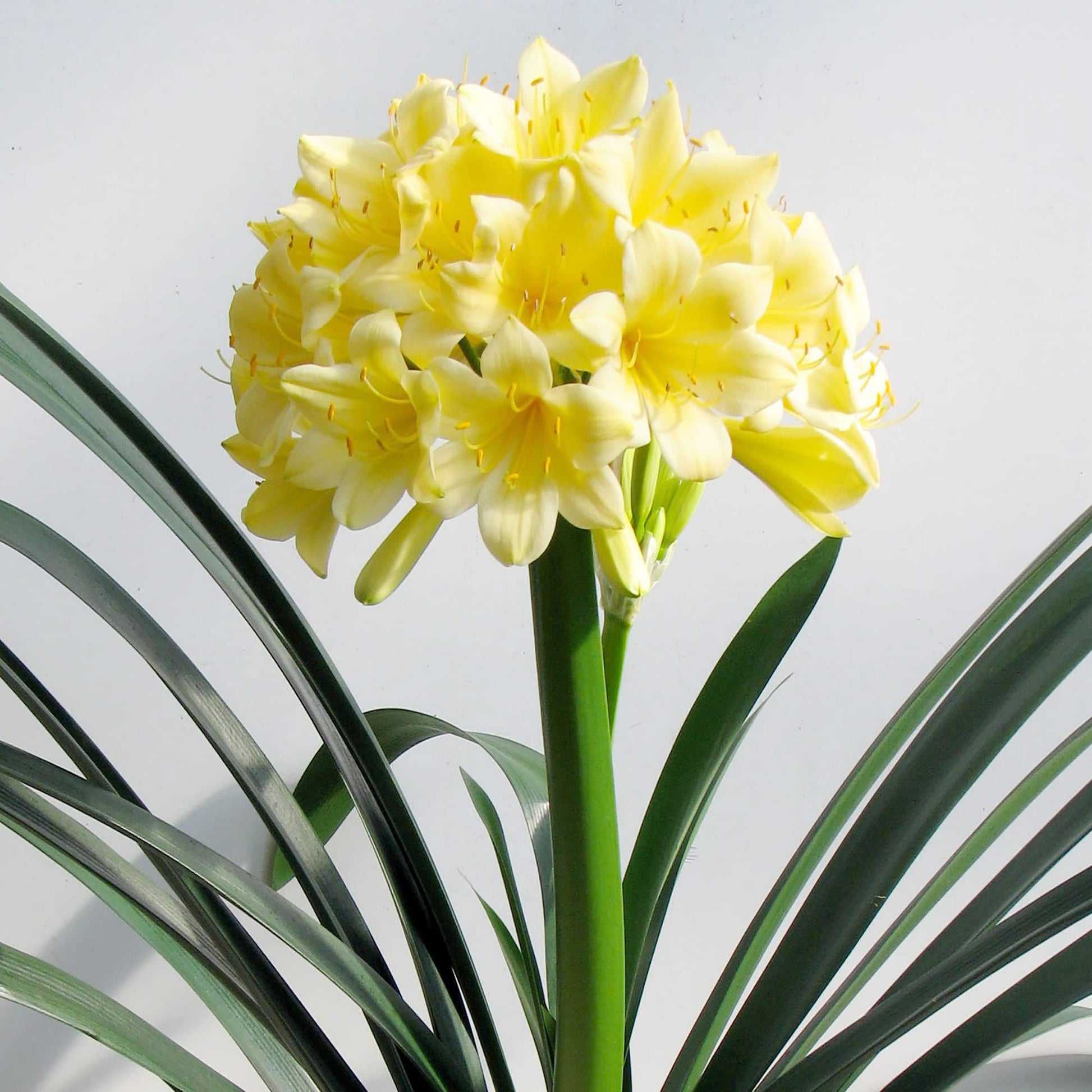 Clivia Seeds – Yellow
